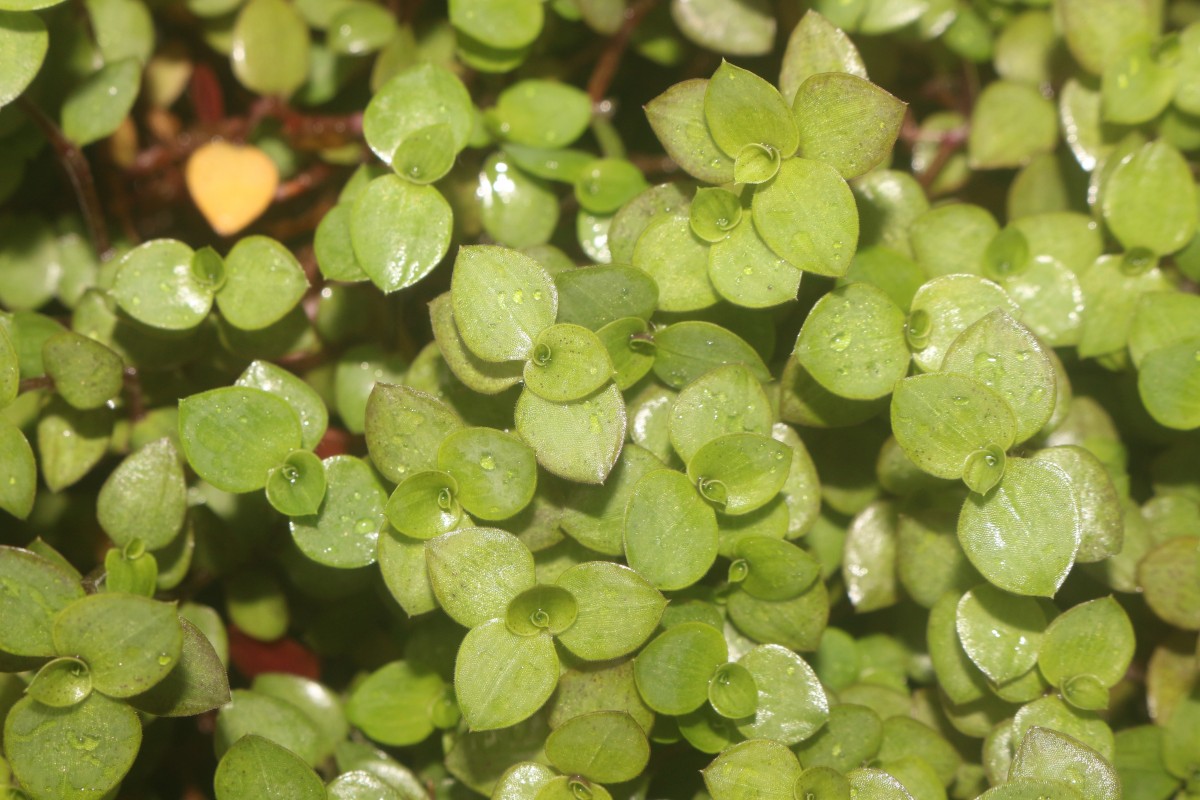 Callisia repens (Jacq.) L.